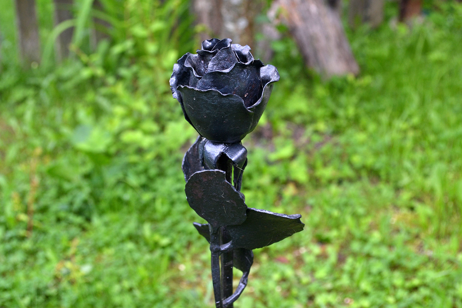 Роза изображение 1